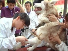 武汉市农业学校畜牧兽医专业